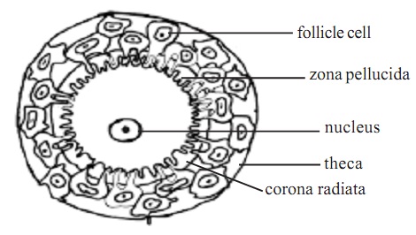 a mature egg cell Big anal butts